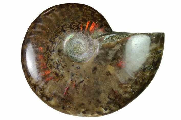 Red Flash Ammonite Fossil - Madagascar #151697